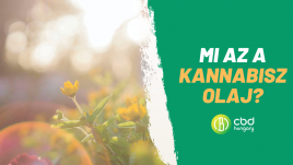 kannabisz olaj